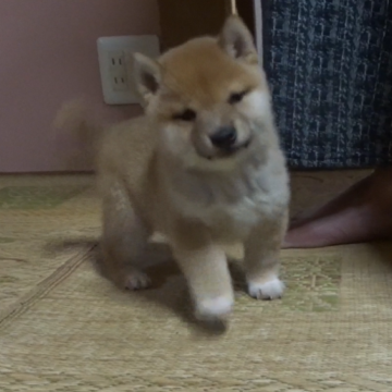 柴犬(豆柴)【佐賀県・男の子・2023年3月2日・赤】の写真「骨量豊かで四肢・骨格共に太く男らしい子です。」