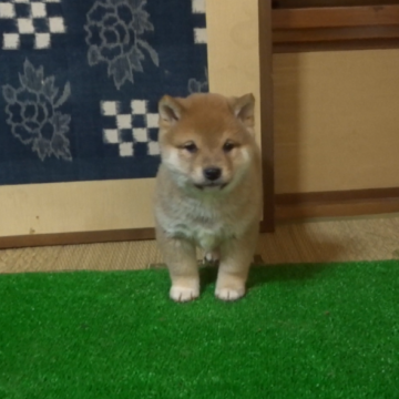 柴犬(豆柴)【佐賀県・男の子・2022年12月26日・赤】の写真「若干薄い赤色の上品な綺麗な色の子です。」