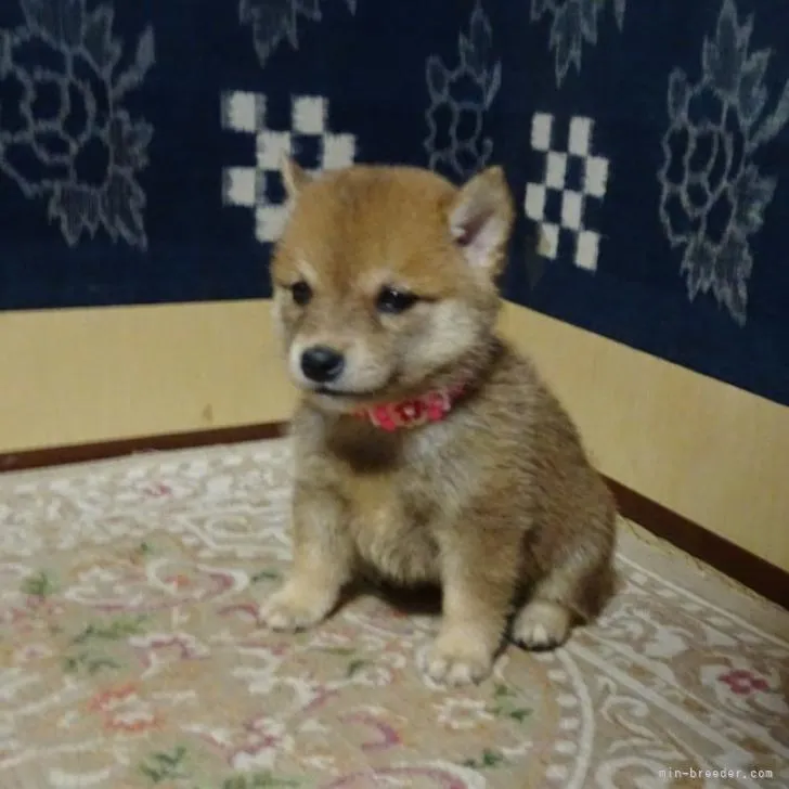 T.K 様のお迎えした子犬