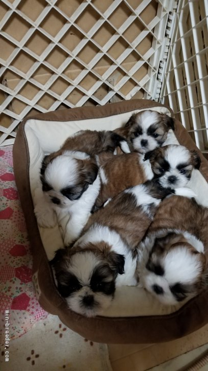 大迫　貴代美(おおさこ　きよみ)ブリーダー(神奈川県・シーズーなど・JKC登録)の紹介写真2