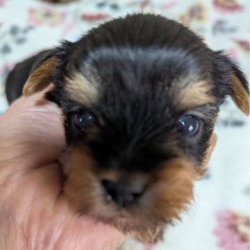 ヨークシャーテリア【神奈川県・男の子・2024年12月27日・ステイルブルーアンドタン】の写真「男の子が3匹の兄弟」