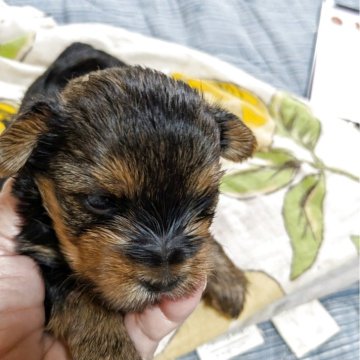 ヨークシャーテリア【神奈川県・女の子・2025年6月23日・ステイルブルーアンドタン】の写真「ずっしり重い」
