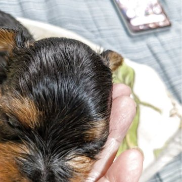 ヨークシャーテリア【神奈川県・女の子・2025年6月23日・すディルプールーアンドタン】の写真「もっちり」