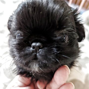 ペキニーズ【神奈川県・女の子・2025年7月21日・ブラック】の写真「女の子なので、小さめ」