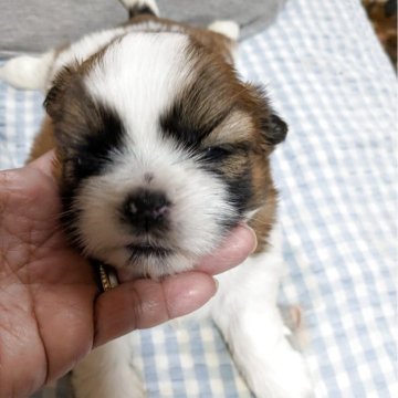 シーズー【神奈川県・男の子・2025年4月28日・ホワイトアンドゴールド】の写真「きれいな男の子です」