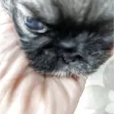 ペキニーズ