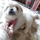 ペキニーズ