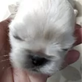 ペキニーズ