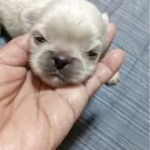ペキニーズ