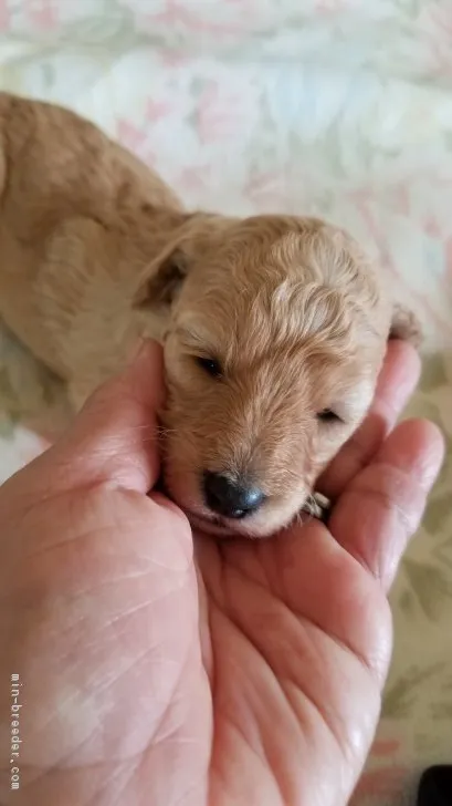 ID：1806-02592の子犬