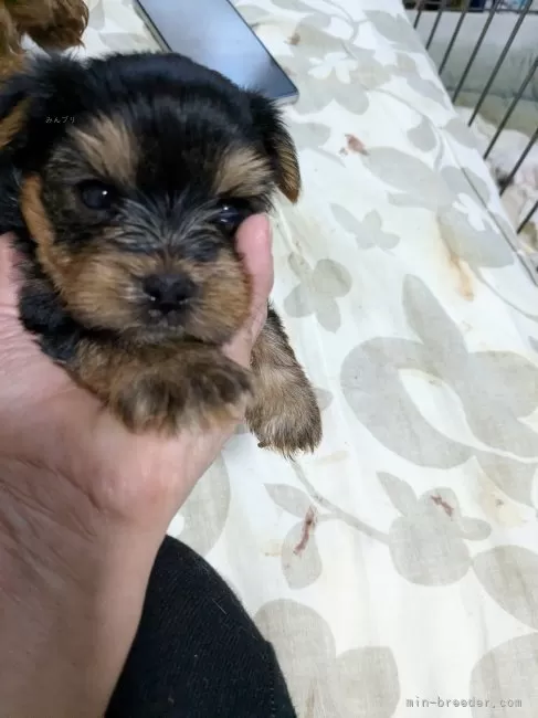 ID：2407-01942の子犬
