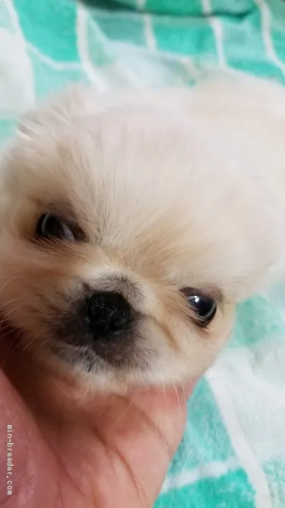 ID：1911-02008の子犬