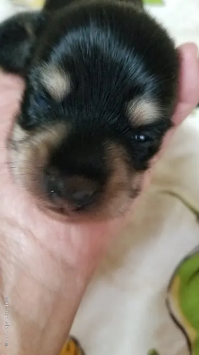 ID：1908-03291の子犬