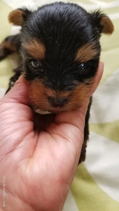 ID：1809-01409の子犬