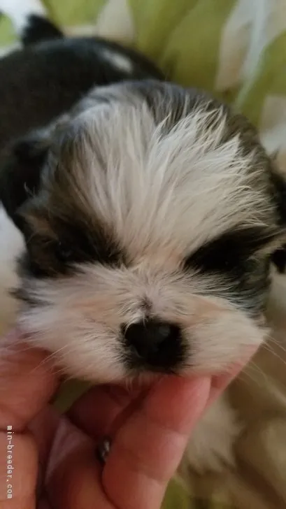 ID：1902-01003の子犬