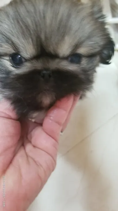 ID：1812-00982の子犬