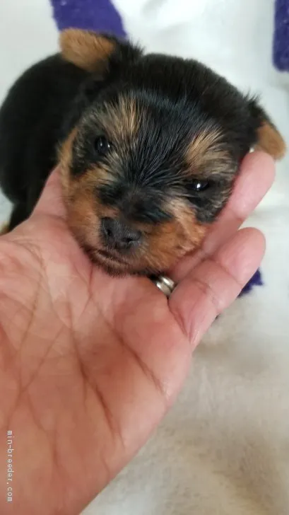 ID：1909-01865の子犬