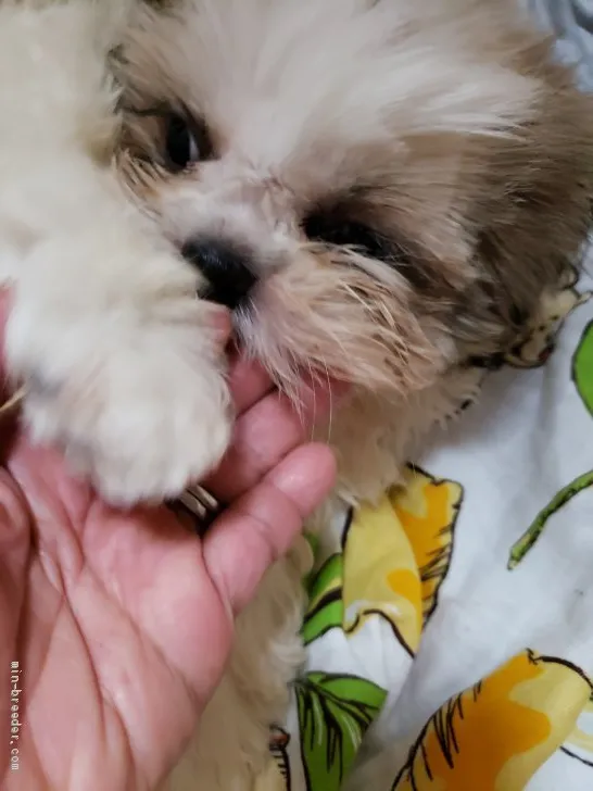 ID：1903-02603の子犬