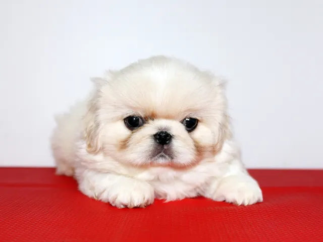 ID：1610-01439の子犬