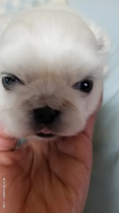 ID：1905-00861の子犬