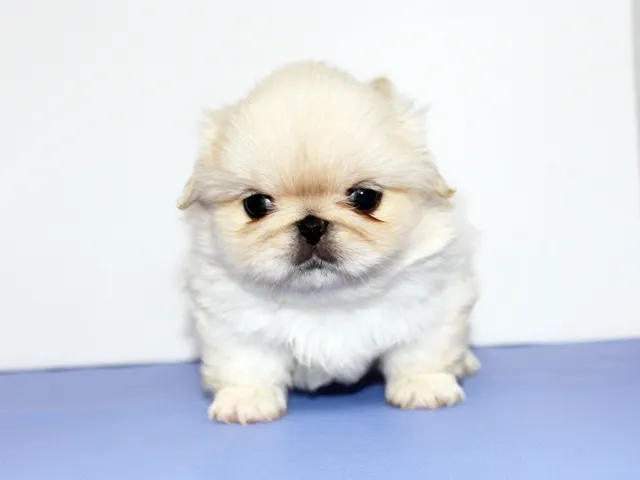 ID：1610-01442の子犬