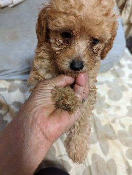 トイプードル(トイ)【神奈川県・女の子・2023年4月18日・アプリコット】の写真「なかなかの、イタズラさんです」