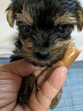 ヨークシャーテリア【神奈川県・女の子・2023年5月26日・ステイルブルー&タン】の写真「小さいけど、元気です」