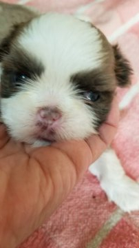 シーズー【神奈川県・女の子・2019年8月16日・チャコールグレー&ホワイト】の写真「今色を調べている所です、仮の色を、載せました」