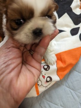 シーズー【神奈川県・男の子・2024年1月13日・ホワイトアンドゴールド】の写真「模様がキレイです」