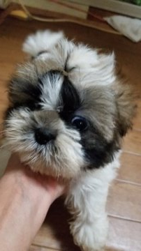 シーズー【神奈川県・男の子・2019年10月23日・ホワイト&ゴールド】の写真「少し大きくなってしまいましたが、性格がとても良い」