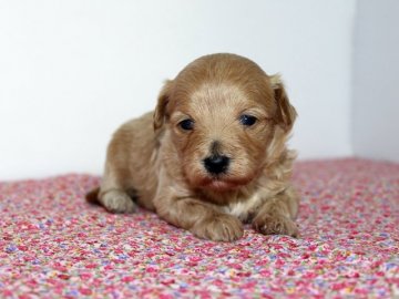 トイプードルとマルチーズのミックスちゃんです!【神奈川県・女の子・2016年12月18日・アプリコット】の写真「綺麗な顔立ちの女の子!」