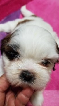 シーズー【神奈川県・女の子・2018年7月2日・ホワイト&ゴールド】の写真「ぽちゃぽちゃの女の子です」