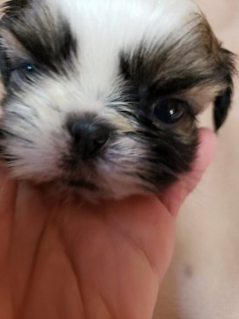 シーズー【神奈川県・女の子・2019年12月6日・ホワイト&ゴールド】の写真「だんだんぽちゃぽちゃっして来ました」