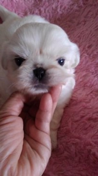 ペキニーズ【神奈川県・男の子・2017年10月11日・クリーム&ホワイト】の写真「ちびちやんです、でも元気一杯」