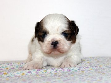 シーズー【神奈川県・男の子・2016年11月10日・ホワイトゴールド】の写真「オットリした性格の男の子です！」