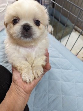 ペキニーズ【神奈川県・男の子・2024年3月13日・ホワイト】の写真「今の所、大人しくて、いい子」