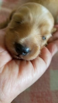 ミニチュアダックスフンド(ロング)【神奈川県・女の子・2019年8月14日・ゴールド】の写真「ぼちぼちの女の子」