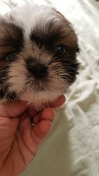 シーズー【神奈川県・女の子・2022年5月12日・ホワイト&ゴールド】の写真「顔が可愛いです」