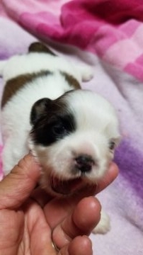 シーズー【神奈川県・男の子・2018年7月2日・ホワイト&ゴールド】の写真「一番早く目が開きました」