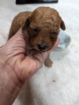 トイプードル(トイ)【神奈川県・男の子・2024年2月18日・レッド】の写真「元気な男の子です」