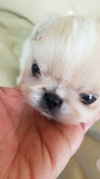ペキニーズ【神奈川県・男の子・2020年3月11日・ホワイト&クリーム】の写真「小さい男の子です」