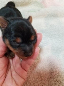 ヨークシャーテリア【神奈川県・男の子・2018年2月12日・スティールブルー&タン】の写真「可愛い男の子です」