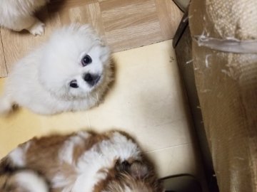 ペキニーズ【神奈川県・男の子・2022年7月28日・クリーム】の写真「まんまるで、可愛いです」