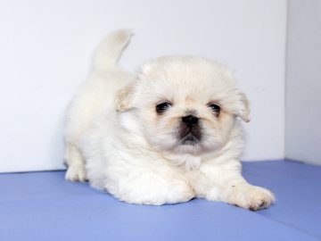 ペキニーズ【神奈川県・男の子・2016年9月10日・白】の写真「ムチムチでとっても可愛いですよ!」
