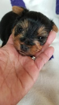 ヨークシャーテリア【神奈川県・女の子・2019年9月4日・スティルブルー&タン】の写真「しっかりしてます」