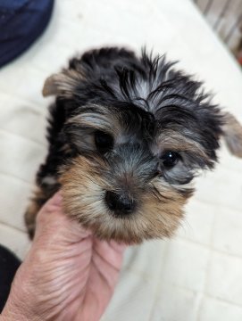 ヨークシャーテリア【神奈川県・男の子・2024年3月12日・ステイルブルー&タン】の写真「オチビちゃんです」