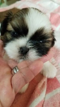 シーズー【神奈川県・男の子・2019年8月16日・ホワイト&ゴールド】の写真「キレイな色です」