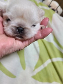 ペキニーズ【神奈川県・女の子・2021年3月28日・ホワイト&クリーム】の写真「１人つこ、」