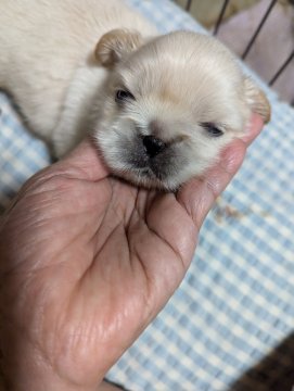 ペキニーズ【神奈川県・男の子・2024年7月10日・ホワイト】の写真「しっかりとした、男の子です」