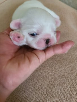 ペキニーズ【神奈川県・女の子・2021年5月3日・白】の写真「真っ白です」